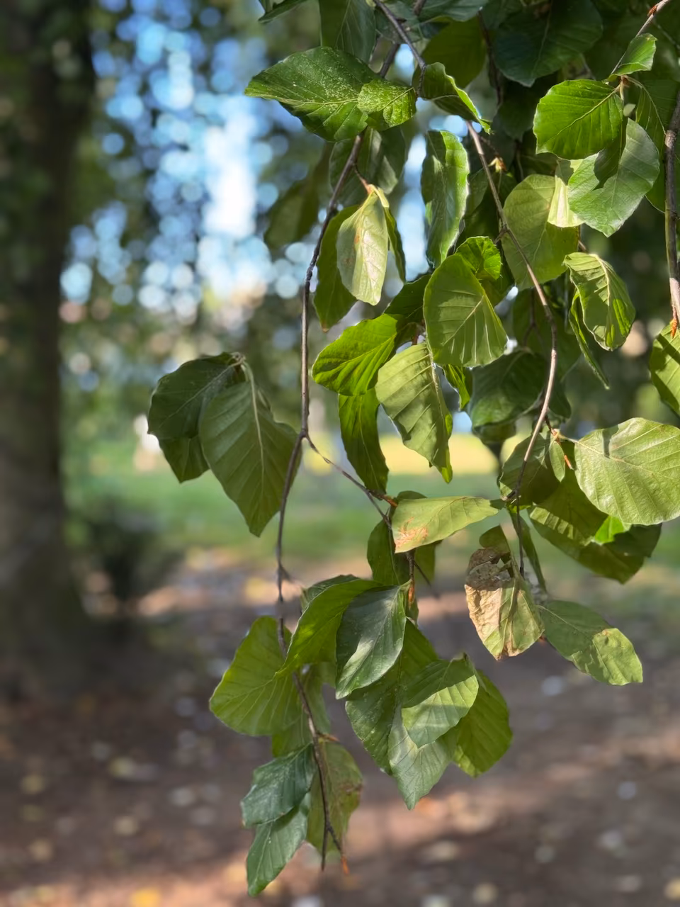 Rheinblick vom Wiesenhaus